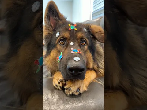 I Bedazzled My German Shepherd 💎😂