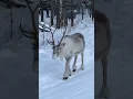 Santa s Reindeer have escaped