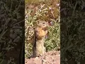 Download Lagu #squirel #animals #animallife #animallovers #animal #wildlife #running #cute #viral #trendingshorts