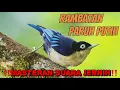 Lagu ‼️🔴 BURUNG RAMBATAN PARUH PUTIH (RPP) / DORAEMON. MASTERAN SUARA JERNIH 🔴‼️