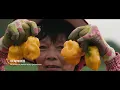 Download Lagu Discover Hainan - One Minute China S2 Promo