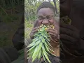 Download Lagu look how chaabaa is eating this forest pineapple like pro #africa #hadzabetribe #food #shorts #fyp