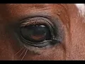 Beautiful Wild Horses | Peaceful Nature Video