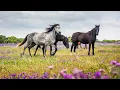 Download Lagu Beautiful Wild Horses | Peaceful Nature Video