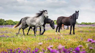 beautiful wild horses peaceful nature video