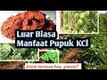 Lagu 9 Manfaat Pupuk KCl untuk Tanaman yang Luar Biasa [+Cara Aplikasi dan Kandungan]