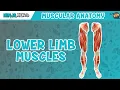 Download Lagu Muscles of the Lower Limb | Anatomy Model