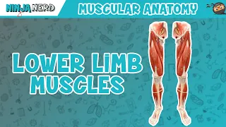 muscles of the lower limb anatomy model
