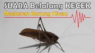 Download Suara Walang Kecek. Masteran Burung Kicau MP3