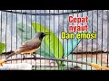 Lagu Pancingan SOGON bahan agar cepat emosi