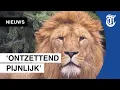Download Lagu Noodgedwongen afscheid van leeuwen in Artis