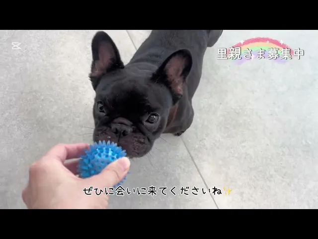 動画