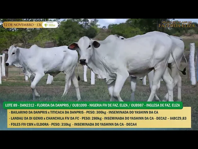 3 Novilhas Nelore P.O.