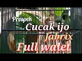 Lagu cucak ijo PROSPEK isian full walet calon BINTANG  @gudangscoot592