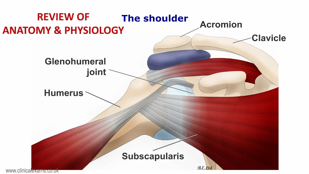 MUSCULOSKELETAL EXAM - REVIEW OF ANATOMY & PHYSIOLOGY