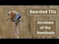 Lagu Bearded Tits - The Acrobats of the Reedbeds