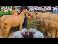 Download Lagu 4 October 2025 مکمل تفصیلات مندرا چھترا مارکیٹ ڈیرہ غازی خان گھبن تیار مندری بھیڑیں اور مندرے چھترے 