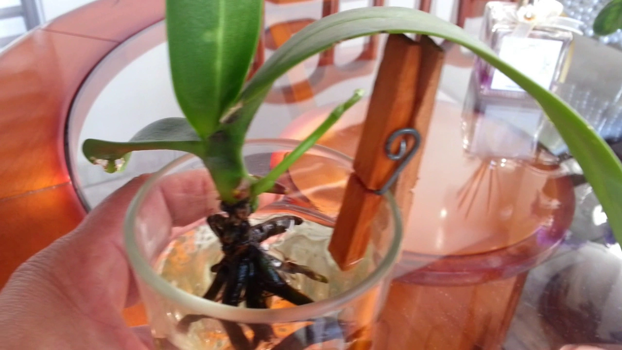 NOVIDADE, NASCEU HASTE FLORAL NA ORQUÍDEA CULTIVADA EM ÁGUA