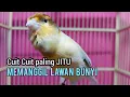 Download Lagu Kenari gacor Cuit cuit Ngerol MEMANGGIL LAWAN paling Cepat bikin kenari lain LANGSUNG NYAUT