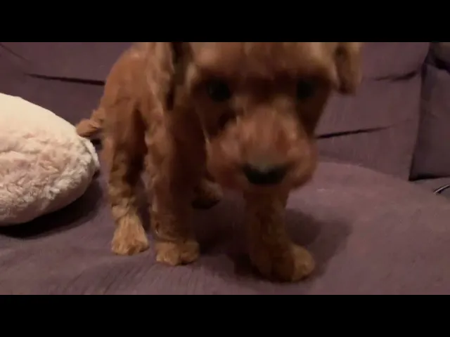 動画