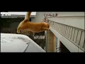 Weeee meme Compilation Funny Animals Tiktok