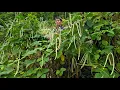 Download Lagu Old Man Harvests Long Beans on Mountain \u0026 Cooks Fried Fish with Stir-Fried Beans | Solo Survival