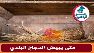 متى يبيض الدجاج البلدي 