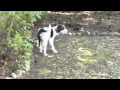 Cooper the Springer Spaniel - English Springer Rescue America