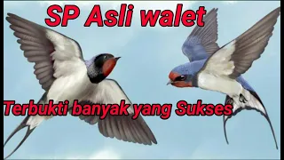 suara panggil asli burung walet