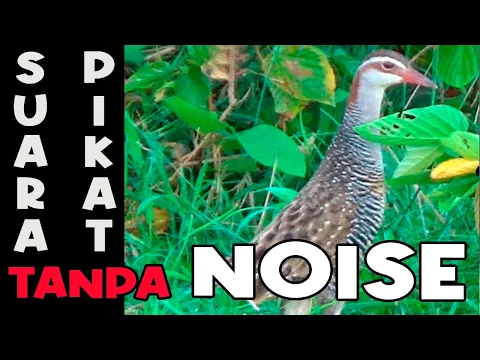 Download MP3 SUARA PIKAT AMPUH BURUNG SINTAR SAWAH - COCOK UNTUK PIKAT DAN BERBURU