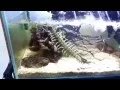 Download Lagu Amphibious centipede swims and dives