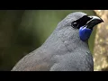 Download Lagu Kicauan Burung Terindah di Dunia - Bagian Satu