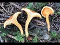 Identifying the False Chanterelle Hygrophoropsis aurantiaca