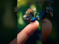 Download Lagu Smallest peacock in the world baby peacock😍#birds #nature #peacock #peacocks#shorts #ytshorts#winged