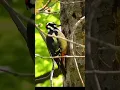 Download Lagu Woodpecker bird sound video #shorts #youtubeshorts #viral #sound #video #woodworking