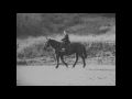 Zühtü / Esin Afsar / Buster Keaton