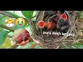 Download Lagu chidiya ke bacche ko kya khilaye. Chidiya ke bacche ko kaise pale. #Babybird​ #Chidiyakebacche​ #fun