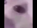 hey guys first gif