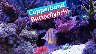 Download Copperband Butterflyfish MP3