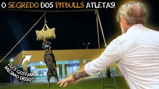 PIT BULL ESCALA 4,60 METROS? 😱 VEJA DO QUE ELES SÃO CAPAZES!