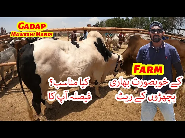 Download MP3 Gadap Maweshi Mandi Farm K Heavy Khubsurat Bachron K Rate. Bakra Eid 2024.