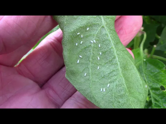 Download MP3 How I Treat Whiteflies In The Garden - What I Use, and How Often