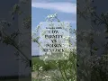 Edible Cow parsley Vs Poisoness Hemlock 3 Key Differences