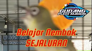 pleci bahan belajar nembak sejaluran calon speed rapat 