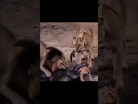 Aman ka behtareen formula... Example Lion Pick up Baby of Alligator | #shorts #foryou #lion