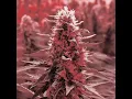 Legalize it- Peter Tosh (Lyrics)