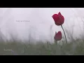 Seafret - Valentine [Official Lyric Video]
