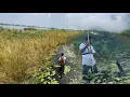 Download Lagu కొర్రమీను చేపలని ఎట్లా పట్టాలి మామ bros How To Catch Snakehead Fish