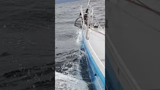 Catch a wave!  #sailing