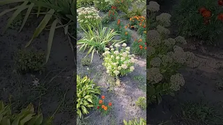 А цим теплим вечером я забув усі слова Shorts 